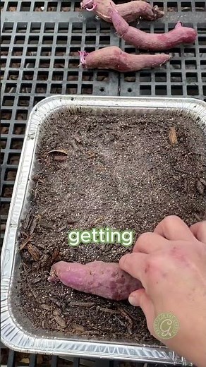 Fastest way to make sweet potato slips #sweetpotato