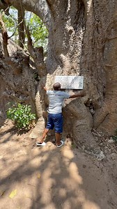 The biggest Baobab tree in Kenya .. 33 people holding hands will go round the tree. Over 500 years of age! WOW! 🤔It’s in Diani! What is the most unique feature did you come across during your travel ? #thekabus | Simon Kabu