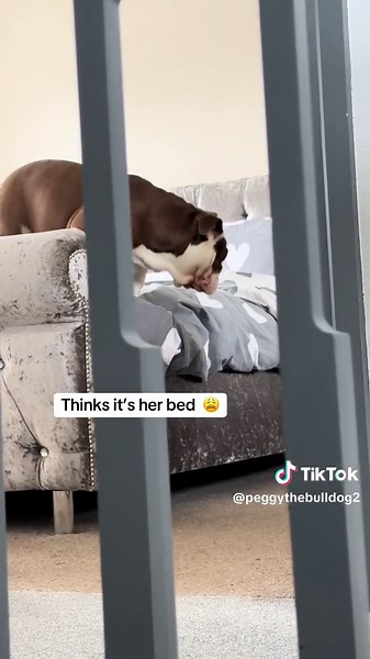 This dog is so bloody stubborn #stubborndog #bulldogsoftiktok #funnydogvideos #dogtreats #bulldogpuppy #fypppppp