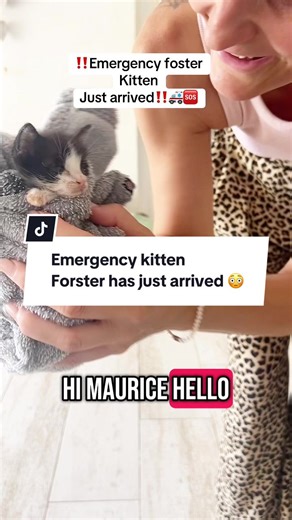 Charlene_Kissing_Kittens on TikTok