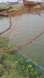 88K views · 996 reactions | Fish  | Unity Farm | Facebook