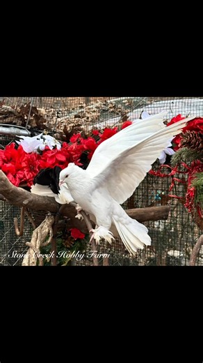🕊️Wishing You a Blessed Christmas 🕊️ What Child is This Adult Male Fantail Pigeon Stone Creek Hobby Farm, Sylacauga AL Bible & Birds. Faith & Feathers. I don’t own the Rights to this music or God’s unfailing love. | Stone Creek Hobby Farm