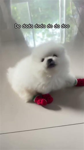 Wait Until the End for Hamachi 🐶😂 #cute #shorts #funny