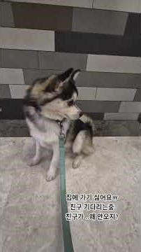 집에 가기 싫어요ㅠㅠ #친구가 올것같은데 #친구 기다리는 폼스키_포키 #8개월 #친구 바라기 #pomsky