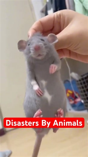 4 Animal Moments That Went Completely Wrong
