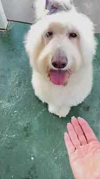 Emma, the Labradoodle needs a loving home