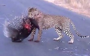Leopard never gives up on porcupine  - The Korea Times