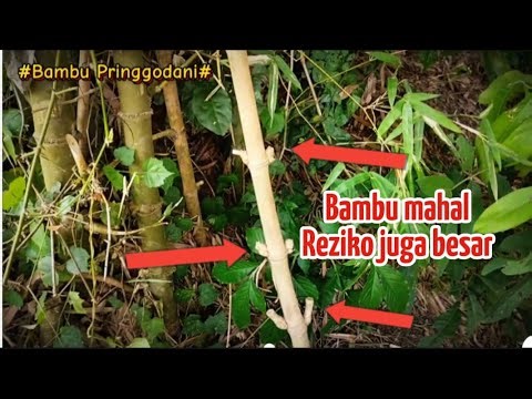 @Bambu mahal bila Nemu Ambillah_$$$$$$$ ‼️⁉️‼️‼️‼️⁉️