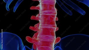 Lumbar vertebrae anatomy for medical concept 3D rendering