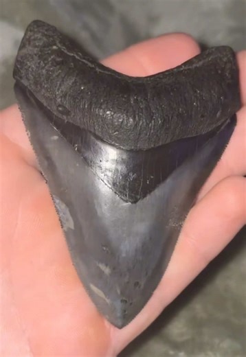 Stunning Megalodon Shark Tooth Discoveries