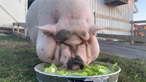 46K views · 5.8K reactions | Paulie Walnuts is really his new life . He loves having access to a larger pasture and is taking full advantage of his new found freedom. We will be weighing him this weekend. How much do you think he has lost ? He came at 200 pounds . Peace, Love & Pigs | Arthur's Acres Animal Sanctuary | Facebook