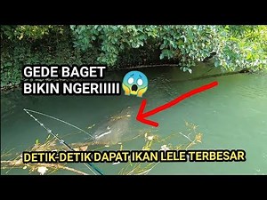 MANCING IKAN LELE SUPER BESAR