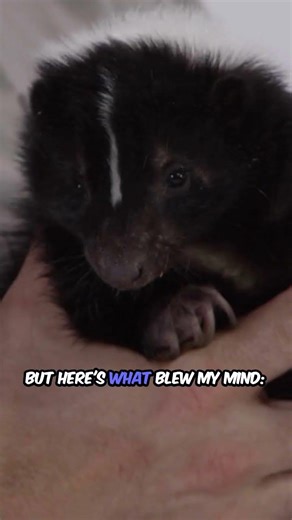 This Skunk Behavior Means Run #wildlife #warning