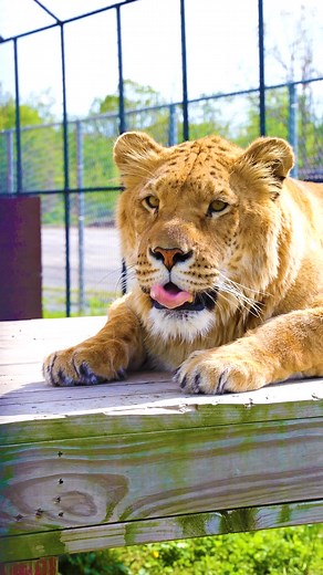 📣This summer, trade ordinary for extraordinary at Wild Animal Safari near Springfield!🐾 Get face-to-face with exotic animals, cruise through our drive-thru safari, and explore the walkabout zoo.🦒 From hand-feeding giraffes to spotting zebras, it’s a wild adventure your family will never forget!🤩✨ 🎟️ Start your safari here: wildanimalsafari.com | Wild Animal Safari - MO