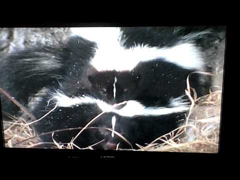 Skunk mating in winter