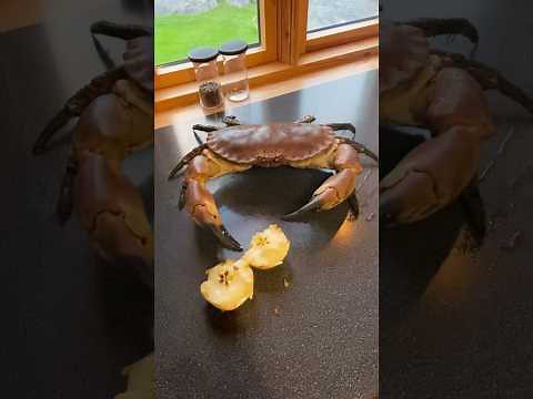 Found a new chef assistant #spearfishing