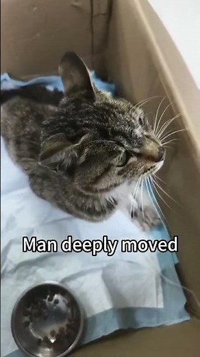 Paralyzed Cat's New Life: From Street Injury to Wheelchair Freedom