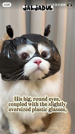 Welcome to the JALJADUL channel! 😄 so be sure to like and subscribe. #viral #funny #videoshorts