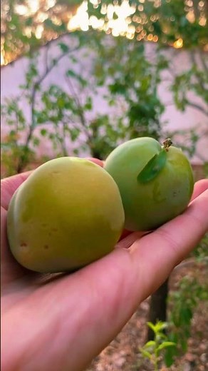 خوخ (خشم العجل ،بوز العجل ،خوخ الاخضر)فوائد وقيمه غذائيه