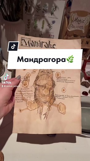Расшифровка гримуара: Мандрагора - тайны растения