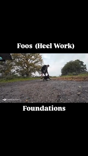 Catello Texas seven and hex son | Catello German Shepherds