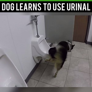 61K views · 1.7K reactions | And there is my dog still weeing indoors  | IGV | Facebook