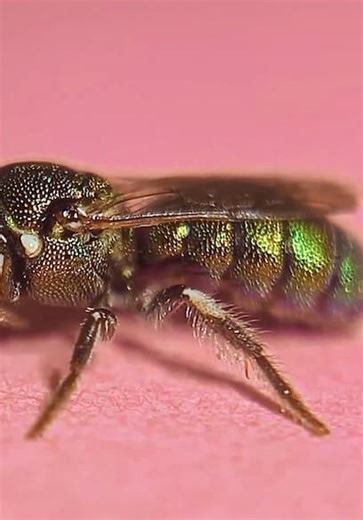 Bizarre Beasts S01:E17 - Strangest Insects Explained: The Weird Bee and Perfect Camouflage Compilation