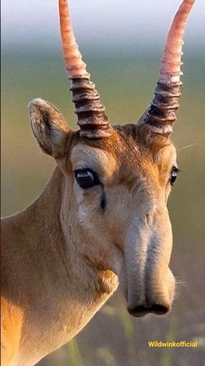 Alien Nosed Antelope 😱 | The Real-Life Saiga from Central Asia |cute animals