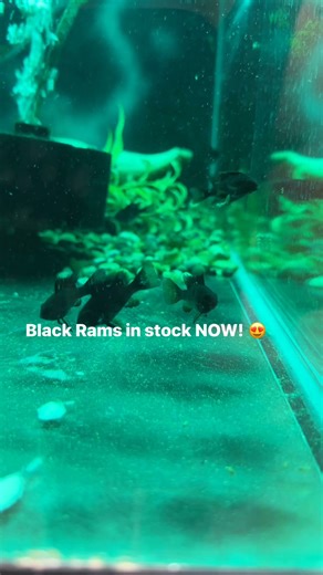 4.8K views · 40 reactions | While Rams last! | Quality Aquatics Pet shop | Facebook