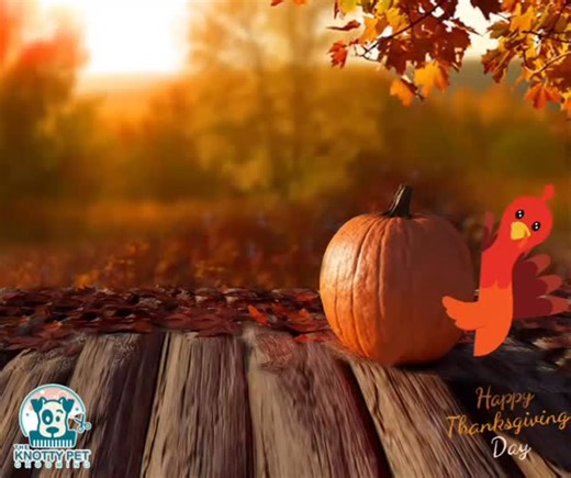 Thanksgiving is coming 🦃🍂🐾 | The Knotty Pet Grooming