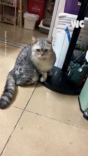 Kung fu cat | Watercooler