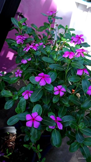 Periwinkle flowers | My Beautiful Garden