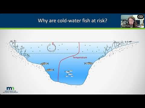 134 Ciscos Minnesota lakes' keystone fish species