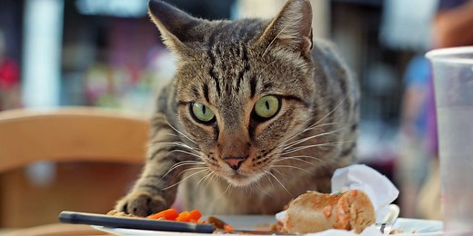 Can Cats Eat Ham?