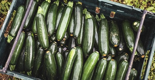 Courgette guide / A - Z of Veg / Riverford