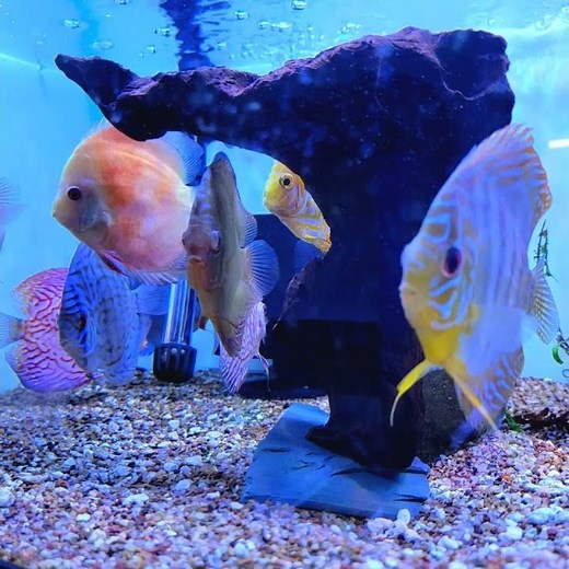 Underground Aquaticz - Store Tour - Local Tropical Fish Store in West Babylon, NY
