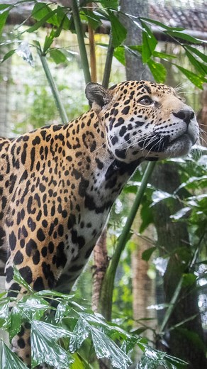 Yesterday was a big day for our newest jaguar, Khan! After spending time in a behind-the-scenes habitat so we could ensure he feels comfortable in his new environment, the 11-year-old jaguar was ready to explore one of his public-facing habitats. 🐆 Khan's move to our Zoo is all part of The Association of Zoos and Aquariums Species Survival Plan for his species. Our animal care team plans to begin slowly introducing him to our 5-year-old jaguar, Lua, in hopes that the two can share a space and p
