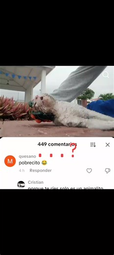 Un Niño Se Burla de un Gato Envenenado