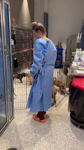 Seven Cute Puppies at KC Pet Project - Heartwarming Outcome!