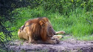 3.3K views · 182 reactions | World Wildlife Day - Part 3 Africam have developed the infrastructure and network to stream live from Southern Africa to millions of viewers around the world through Explore.org. Installations include BirdLife's flamingos at Kamfers dam, the African penguins in Bettys Bay, Lisbon Falls, and Care for Wild Rhino Sanctuary. In addition, Africam produces weekly live shows hosted by expert rangers. | Africam | Facebook