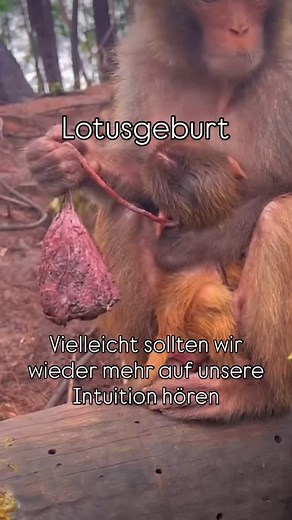 18K views · 49 reactions | Dieses Video habe ich vor der Alleingeburt...