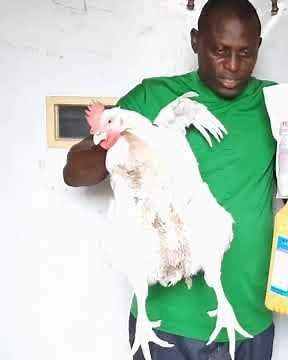 organic vaccination & medication chart for poultry from Day 1 to maturity for zero mortality