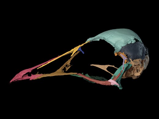 Bird brain from the age of dinosaurs reveals roots of avian intelligence