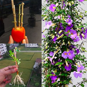 Best & Easy to grow thunbergia flower plant at home || The cutting method for home gardening | DIY IndoorGarden