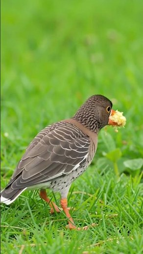 Amazing Greater White-fronted Goose | Nature Short | Wild Jungle Wildlife Video