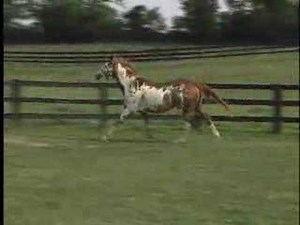 Correctness of Gaits in Horses