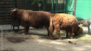 Highland cows in a farm paddock