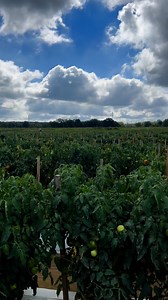 We call it (Ntoose), tomato is Solanum lycopersicum or lycopersicum esculentus. It is a species within the Solanum genus and the Solanaceae (nightshade) family, which also includes potatoes, eggplants, and peppers. How do you call it in your local language? #tomatoes #farming #vegetables | Akua Bresiamoa