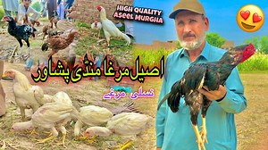 160K views · 10K reactions | Asee Murgha Mandi Peshawar Updates 2023 | Aseel Murgha Ki Pehchan | Khyber Social Tv | Syed Ali Hazrat Bacha | Facebook