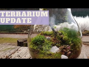 LIFE IN A GLASS TERRARIUM | How to create life in a glass terrarium | Make a terrarium in a bottle